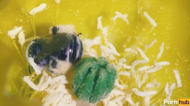 يحصل داهمت المحقنة حبوب اللقاح من قبل المستكشف الغريبة