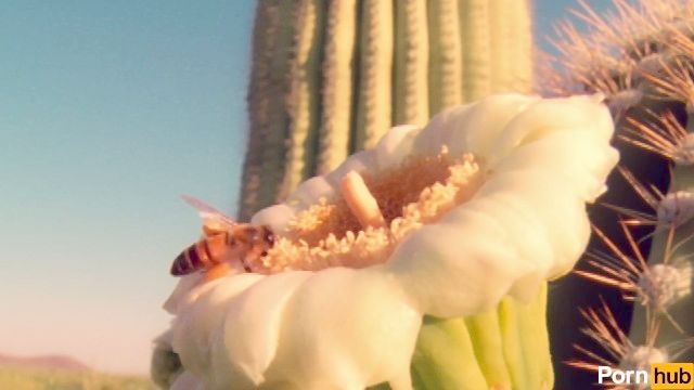 squirter polen se allanada por el explorador exótica