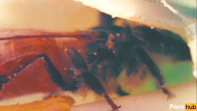 Partido Internacional De Abeja Kake