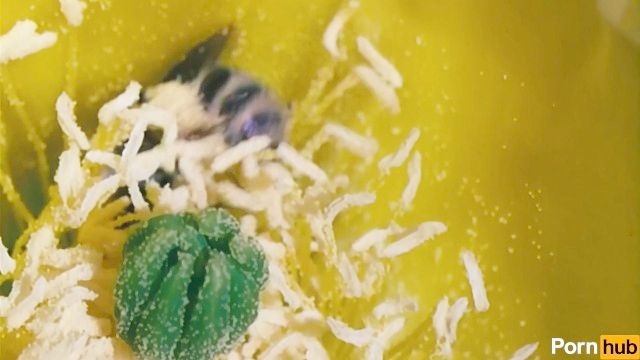 Pollen Squirter Wird Von Exotisch Explorer Razzia